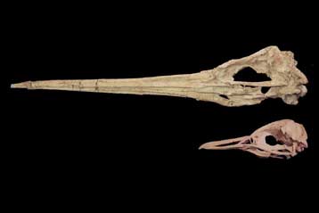 Γιγάντιοι πιγκουίνοι ζούσαν κάποτε στους τροπικούς