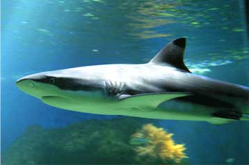 Μυστηριώδες περιστατικό παρθενογένεσης σε καρχαρία ενυδρείου