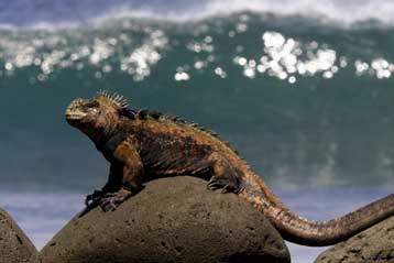 Σε κατάσταση κινδύνου κηρύσσει ο ΟΗΕ τα νησιά Γκαλάπαγκος