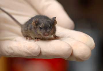 Νέα κατηγορία βλαστικών κυττάρων ίσως επιταχύνει την ανάπτυξη θεραπειών