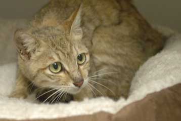 Γενετική ανάλυση αποκαλύπτει τη γενεαλογία της γάτας