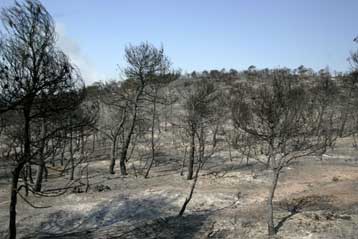 Σύνθετο θέμα για την κυβέρνηση η αντιμετώπιση των πυρκαγιών
