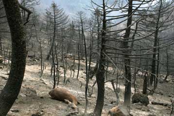 Τεράστια η οικολογική καταστροφή στον εθνικό δρυμό της Πάρνηθας