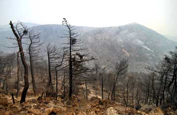 Τις πληγές της μετρά η χώρα από τις καταστροφικές πυρκαγιές