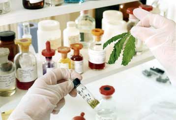 Κίνδυνος εκδήλωσης σχιζοφρένειας από τη χρήση ινδικής κάνναβης