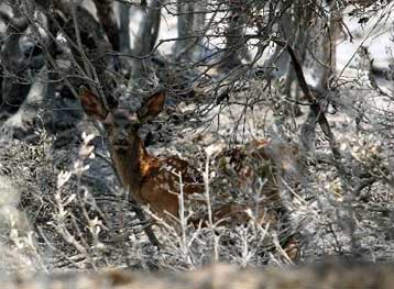 Σε επιφυλακή η Πυροσβεστική για την αποτροπή νέων δασικών πυρκαγιών