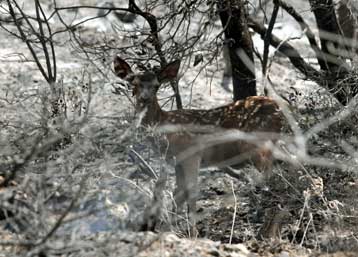 Τον κώδωνα του κινδύνου για τη ζωή στην Αττική χωρίς την Πάρνηθα κρούουν οι ειδικοί