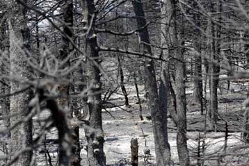 Όπου ήταν δάσος και κάηκε, θα ξαναγίνει δάσος, δεσμεύεται η κυβέρνηση