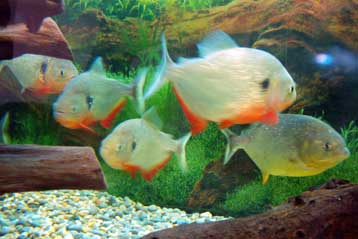 Τα «αιμοδιψή» πιράνχα είναι στην πραγματικότητα δειλά