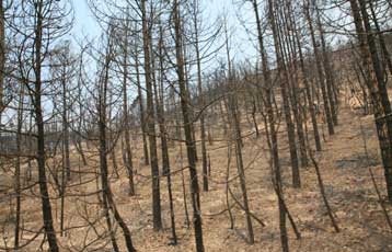 Μπαράζ κινητοποίησεων για την αναδάσωση της Πάρνηθας