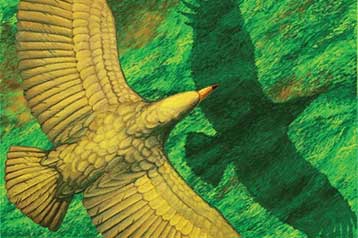 Η απογείωση ήταν πρόβλημα για το μεγαλύτερο πουλί που έζησε ποτέ