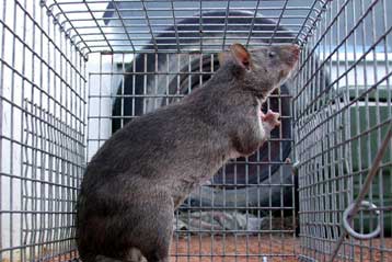 Η γενναιοδωρία είναι μεταδοτική, δείχνει πείραμα με αρουραίους