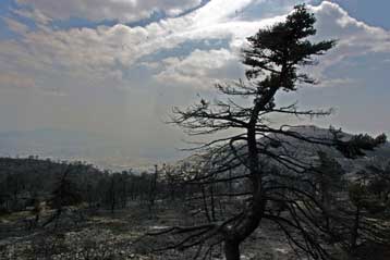 Μαζικές κινητοποιήσεις και στο Διαδίκτυο για τη σωτηρία των δασών