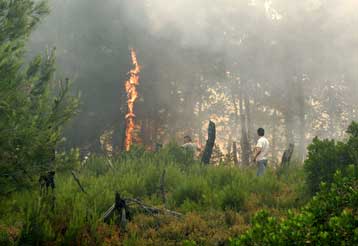 Πρώτη σύσκεψη υπό τον Γ.Σουφλιά για την αναδάσωση των καμένων εκτάσεων