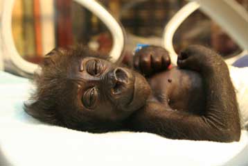 Μαιευτήριο στη Γερμανία περιέθαλψε γοριλάκι