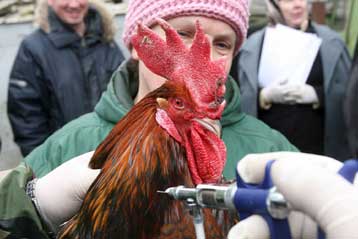 Στη Γαλλία ξανάφεραν οι κύκνοι τη γρίπη των πτηνών