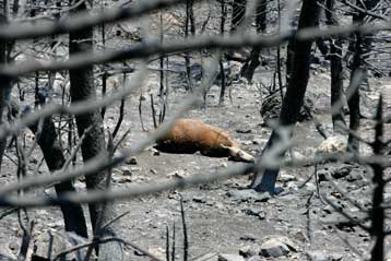Προτάσεις για την αποκατάσταση και την προστασία της Πάρνηθας παρουσίασε η «WWF»
