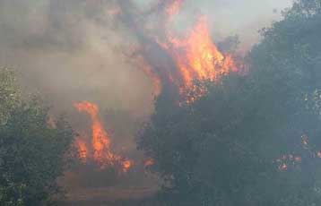 Πύρινα μέτωπα κοντά στη Λαμία