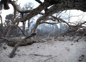 Σε κατάσταση έκτακτης ανάγκης η Σκιάθος λόγω μεγάλης πυρκαγιάς