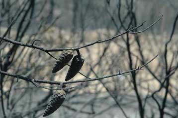 Υψηλός κίνδυνος πυρκαγιάς την Κυριακή – Υπό έλεγχο οι φωτιές σε Μεσσηνία και Ανδρο