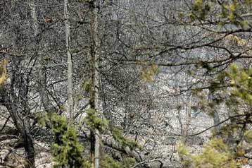 Στο φως ένα ολόκληρο οπλοστάσιο μετά την κατάσβεση της πυρκαγιάς στον Υμηττό