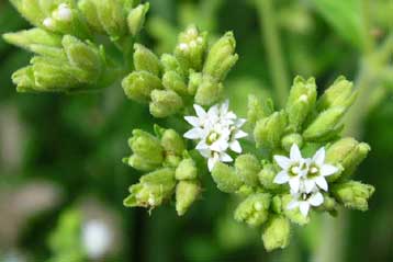 Βότανο χωρίς θερμίδες θα μπορούσε να υποκαταστήσει τη ζάχαρη