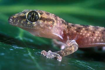 Σούπερ αυτοκόλλητο εμπνέεται από το μύδι και το σαμιαμίδι