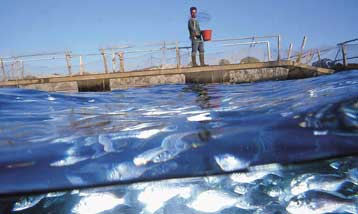 Η Σελόντα προχωρά στην εξαγορά του 41% της Περσεύς