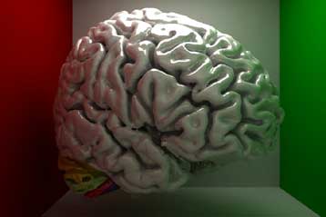 Ανδρας με σχεδόν ανύπαρκτο εγκέφαλο είχε φυσιολογική ζωή