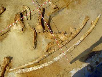 Λείψανα μαστόδοντου βρέθηκαν στη Μηλιά Γρεβενών