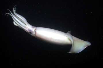 Γιγάντια καλαμάρια εισβάλλουν στα νερά της Καλιφόρνια