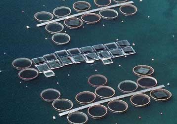 Οι «Ελληνικές Ιχθυοκαλλιέργειες» διαψεύδουν σενάρια για στρατηγικό επενδυτή