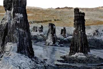 Κυπαρίσσια οκτώ εκατομμυρίων ετών έκρυβε ένα ορυχείο στην Ουγγαρία