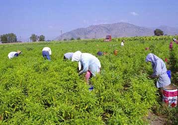 Νέοι όροι για την επιδότηση επιτοκίου στα δάνεια των αγροτών για αγορά πρώτης κατοικίας