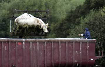 Εργαστήρια ενδέχεται να ευθύνονται για το ξέσπασμα αφθώδους πυρετού στη Βρετανία