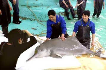 Χάνονται οι ελπίδες για το σπάνιο ποταμίσιο δελφίνι της Κίνας