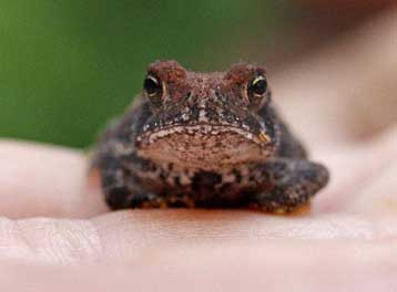 Νέα είδη φυτών και ζώων ανακάλυψαν ερευνητές σε δάσος της Αφρικής