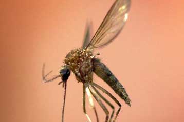 Ψάρι του Νείλου «όπλο» στη μάχη κατά της ελονοσίας στην Αφρική