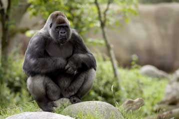 Απολίθωμα προϊστορικού γορίλα ίσως αλλάζει το εξελικτικό μας δέντρο