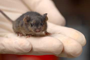 Νέο γονίδιο συνδέεται με την ψυχαναγκαστική συμπεριφορά