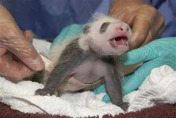 Σπάνια γέννηση γιγάντιου πάντα σε ζωολογικό κήπο της Αυστρίας