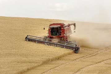 Σε ύψος ρεκόρ οι τιμές του σιταριού, λόγω των κακών καιρικών συνθηκών