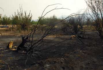 Οι πυρόπληκτοι αγρότες θα πάρουν άμεσα προκαταβολή αποζημιώσεων, δήλωσε ο Μπασιάκος