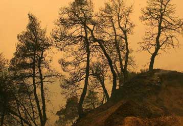 Ξεπερνά το 1,5 δισ. ευρώ το κόστος των ζημιών από τις πυρκαγιές