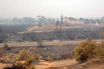 Μετά από πέντε χρόνια η ανάκαμψη των καλλιεργειών στις πυρόπληκτες περιοχές