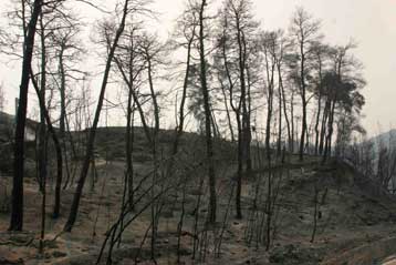 Ιρακινός συνελήφθη ως ύποπτος για εμπρησμό στο Περιστέρι