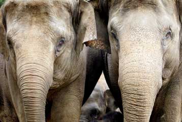 Ελεφαντίνα του τσίρκου κλέφτηκε με άγριο ελέφαντα στην Ινδία