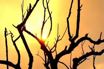 Σήμα κινδύνου για την τύχη των ζώων μετά τις φωτιές που κατέκαψαν τη χώρα