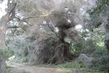Γιγάντιος ιστός αράχνης καταπίνει πάρκο στο Τέξας