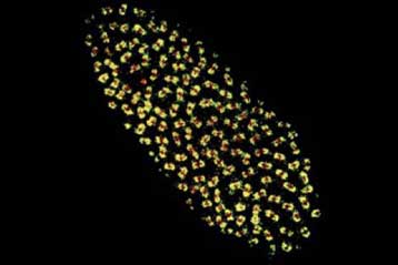 Ολόκληρο γονιδίωμα βακτηρίου ανακαλύφθηκε μέσα στο DNA εντόμου